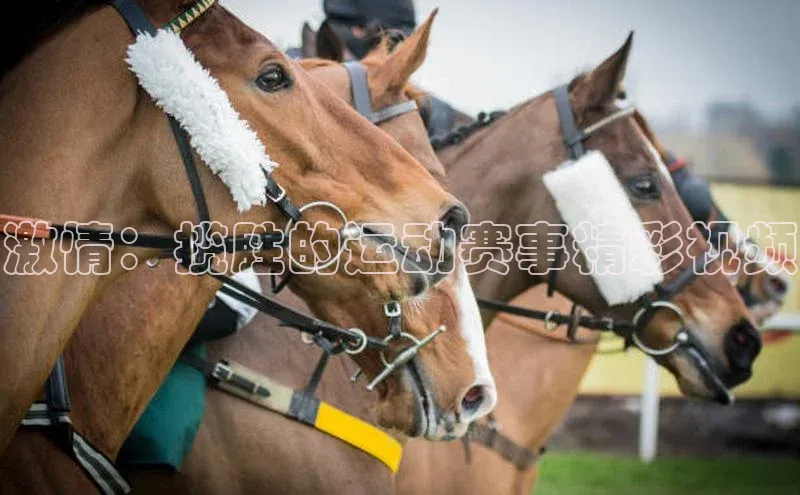 激情：揽胜的运动赛事精彩视频